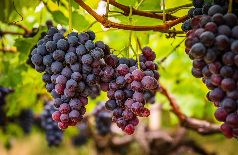 เที่ยวเขาใหญ่ PB Valley Khao Yai Winery