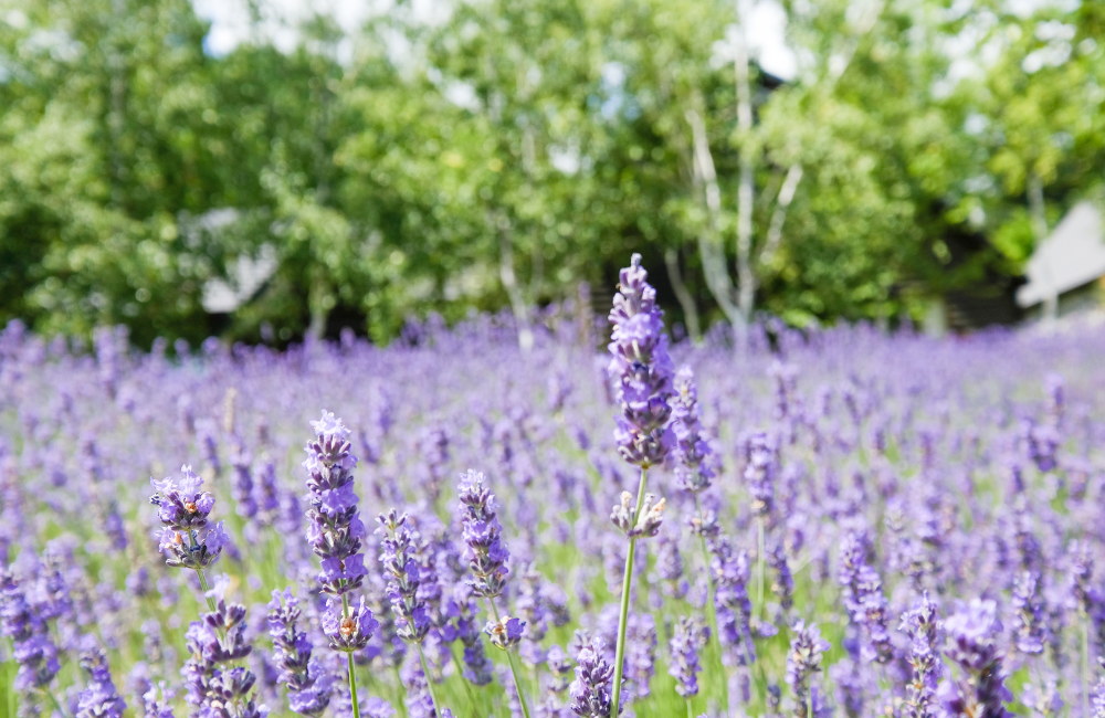 เที่ยวเขาใหญ่ Hokkaido Flower Park Khaoyai