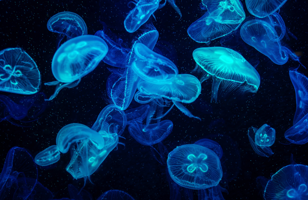 ไฮไลต์ในอควาเรียม บางแสน