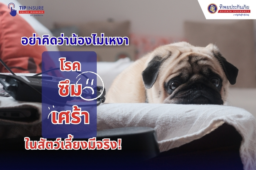 อย่าคิดว่าน้องไม่เหงา เพราะโรคซึมเศร้าในสัตว์เลี้ยงมีจริง!