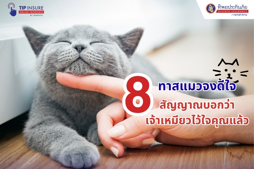 ทาสแมวจงดีใจ 8 สัญญาณที่บอกว่าเจ้าเหมียวไว้ใจคุณแล้ว