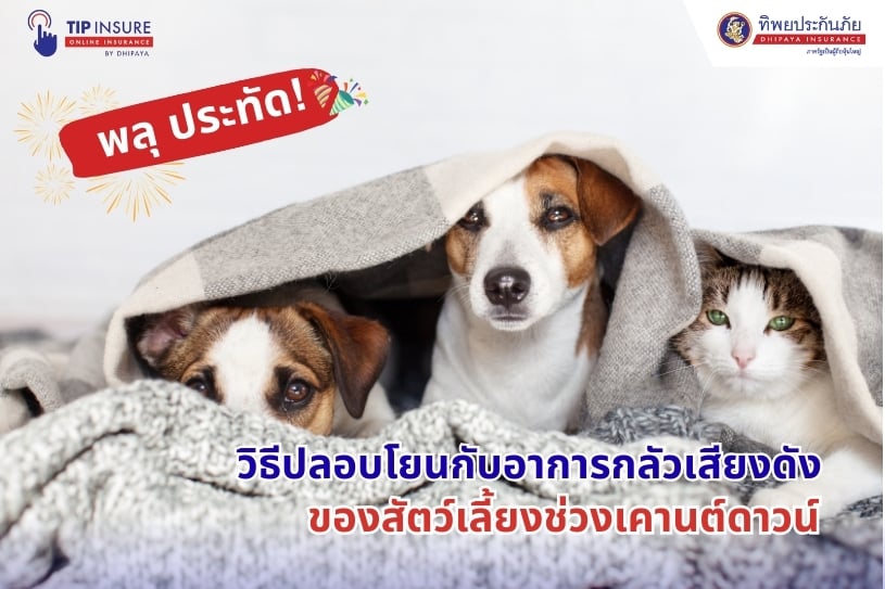 พลุ ประทัด! วิธีปลอบโยนกับอาการกลัวเสียงดังของสัตว์เลี้ยงช่วงเคานต์ดาวน์