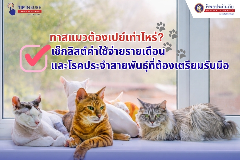 ทาสแมวต้องเปย์เท่าไหร่? เช็กลิสต์ค่าใช้จ่ายรายเดือนและโรคประจำสายพันธุ์ที่ต้องเตรียมรับมือ
